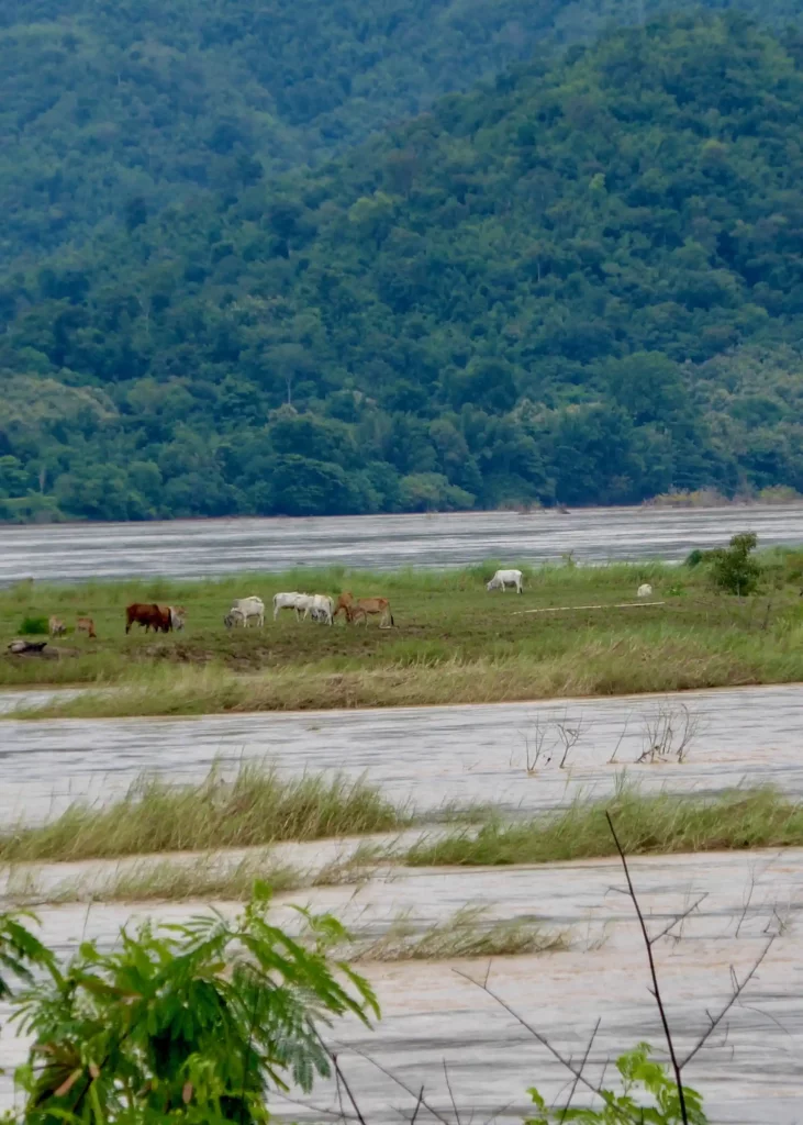 Kühe auf einer Insel im Mekong